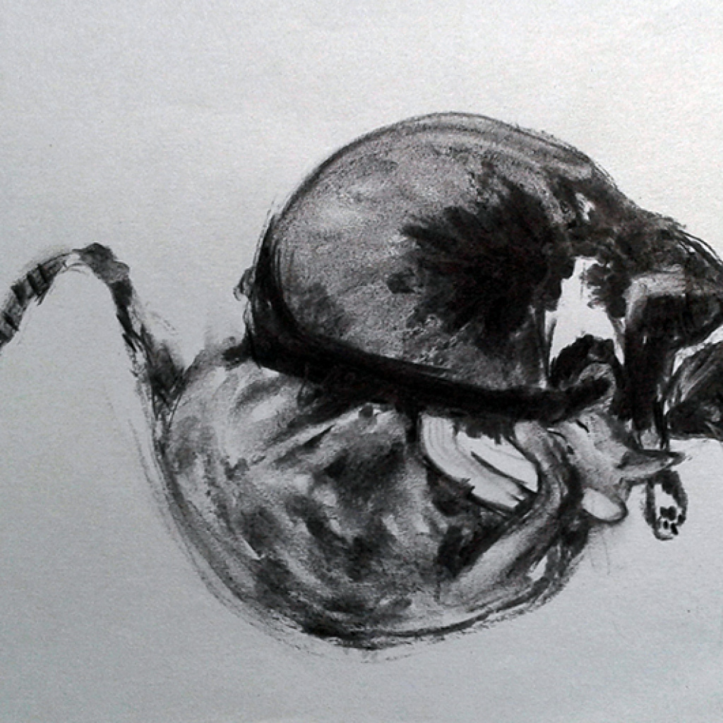 A random selection of Illustrations, some in charcoal