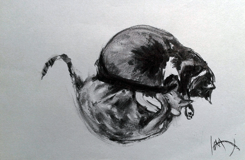 cats charcoal illustration