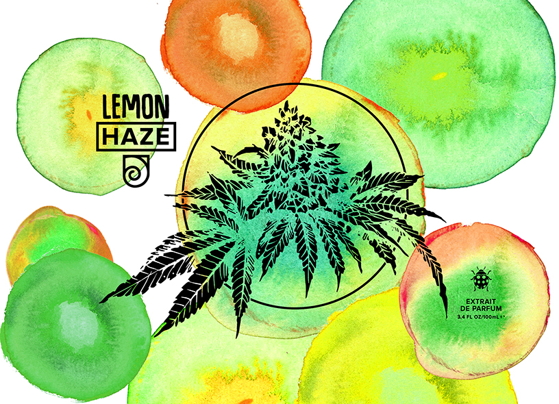 cannabis illustration and watercolour