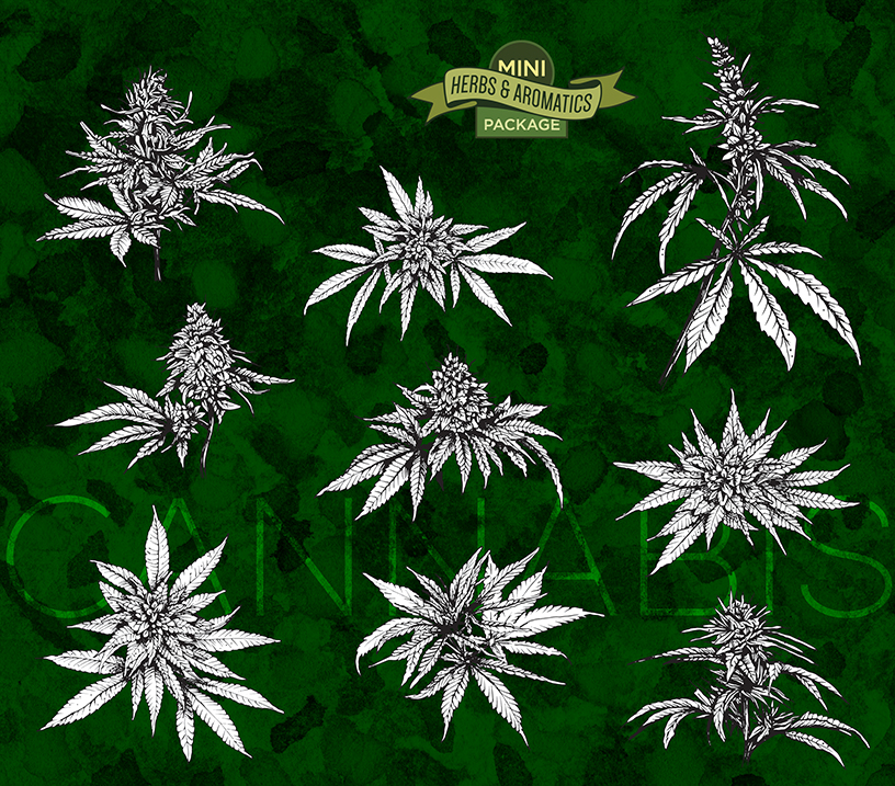 high quality digital cannabis illustration