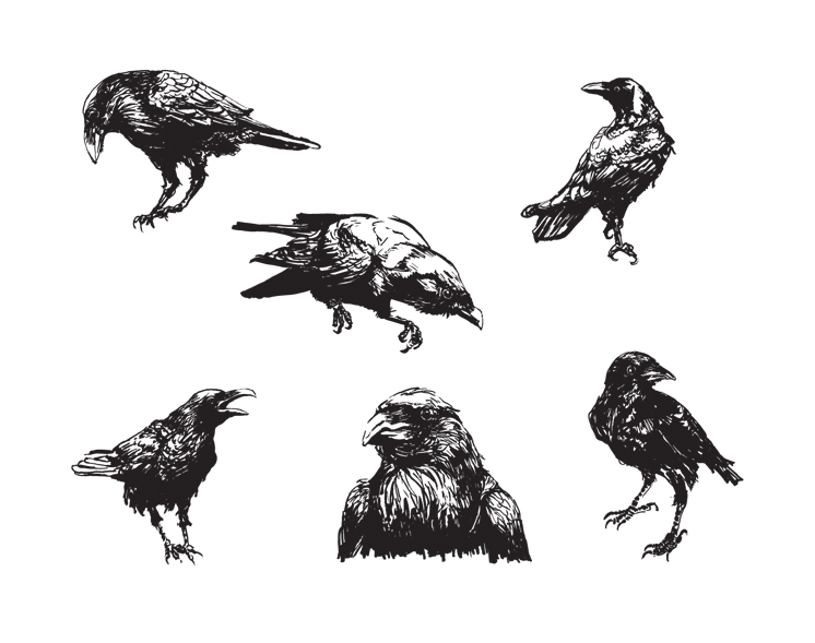crows vector