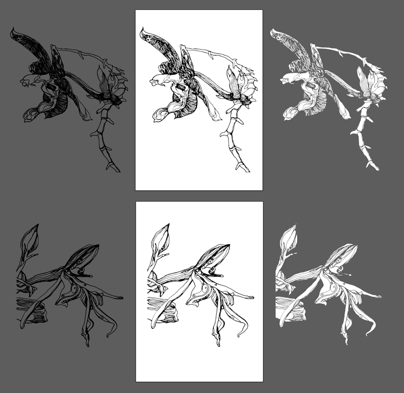 orchid black line drawings