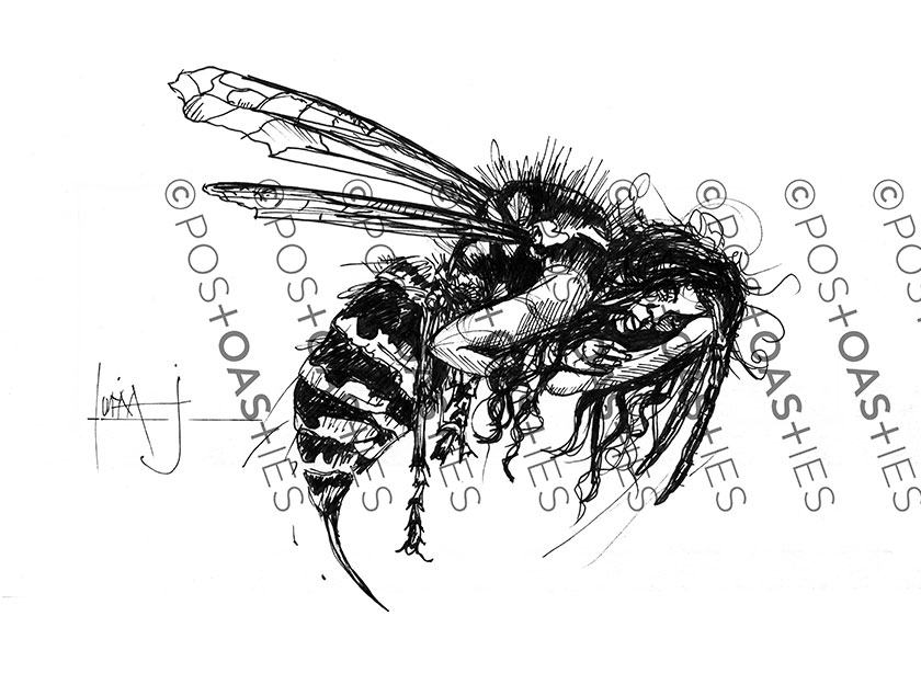Waspetta Chimera Illustration